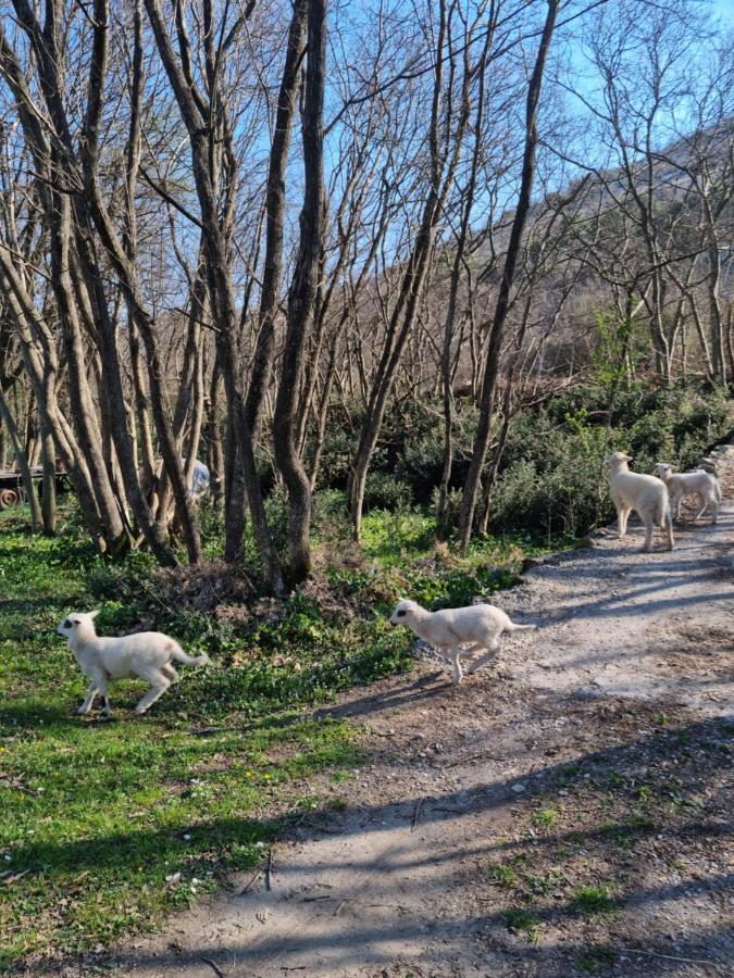 Wolf & Sheep Nature & Adventure Podgorica Zewnętrze zdjęcie
